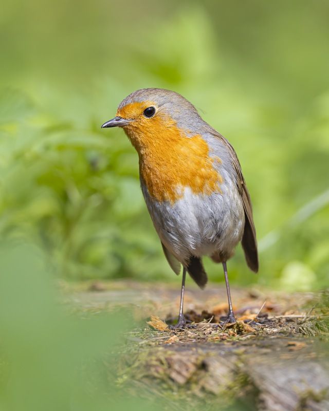 зарянка, малиновка, птицы Что это вы тут делаете?photo preview