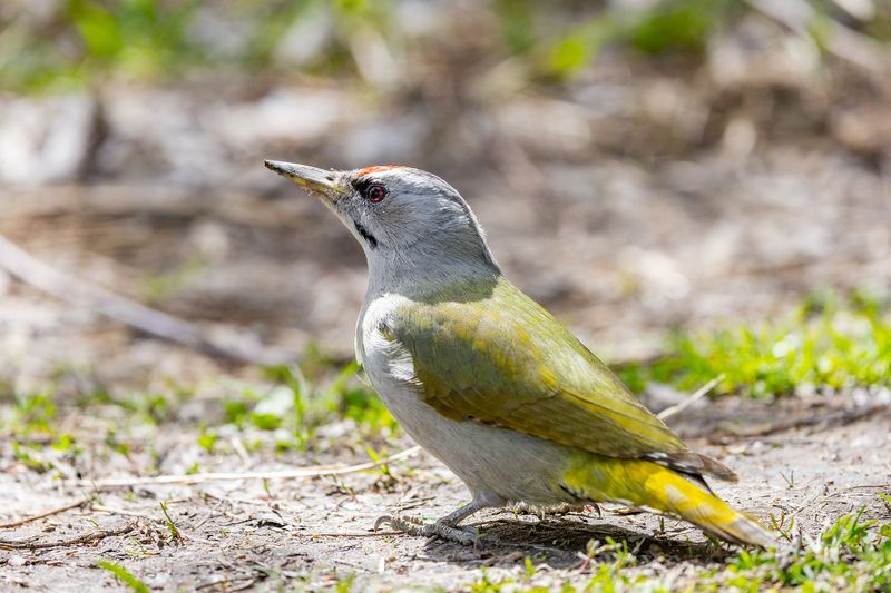 Седой дятелphoto preview