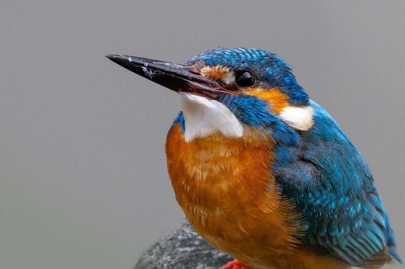 Обыкновенный зимородокphoto preview