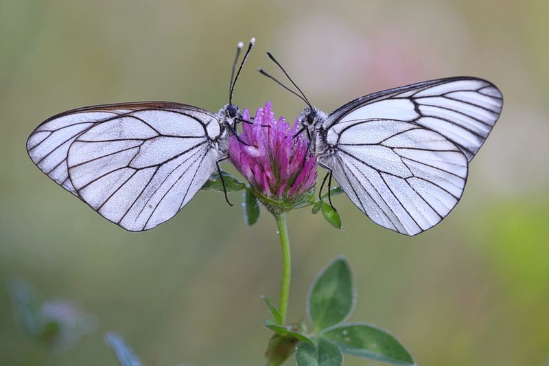 *** фото превью