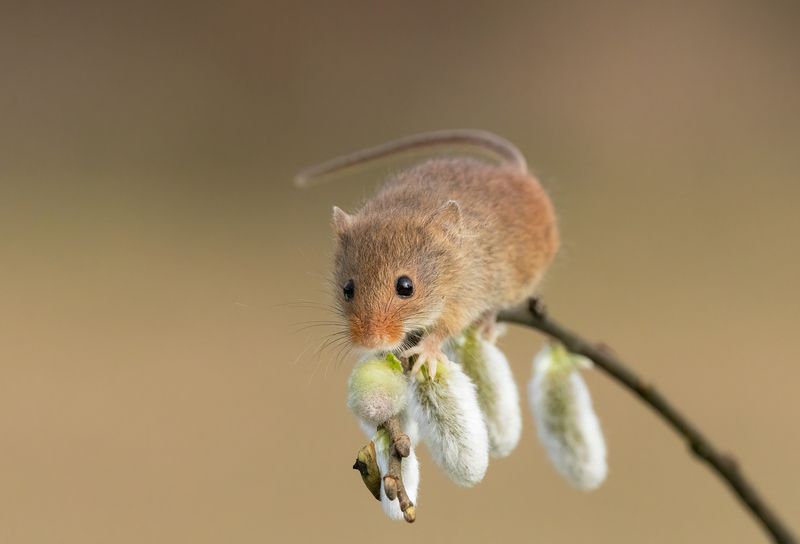 harvest mouse, mouse, rodent, animals, nature, wildlife, canon Harvest Mousephoto preview