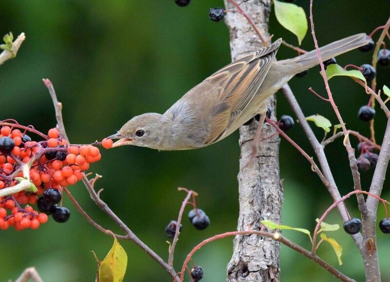 Ягодное ассортиphoto preview