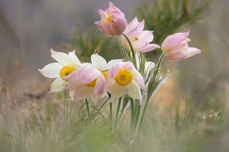 ...весеннееphoto preview