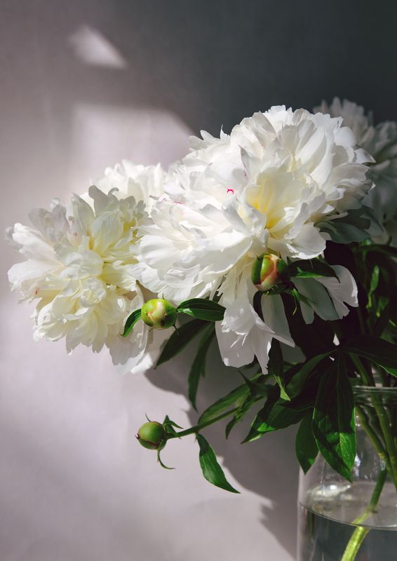 Цветыphoto preview