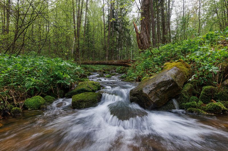 Лесной ручейphoto preview