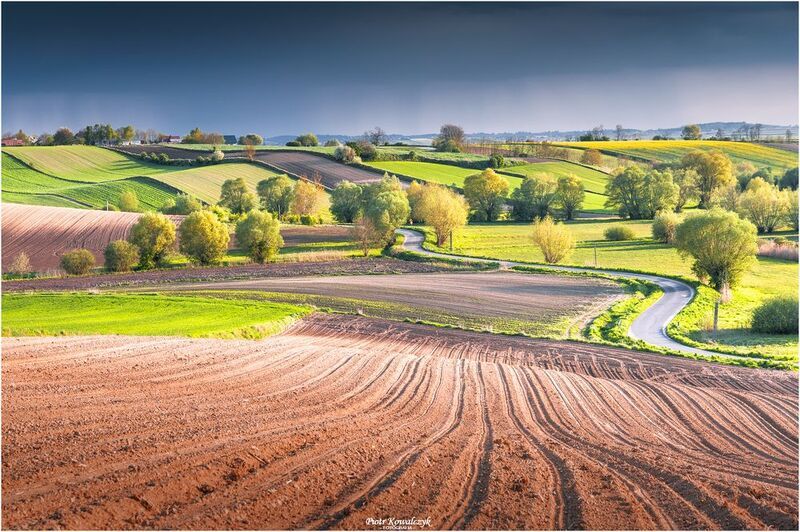 polska, pola, ponidzie, drzewa, droga ***photo preview