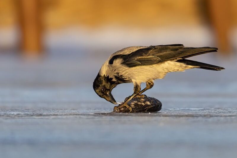 ворона Воронья рыбалкаphoto preview