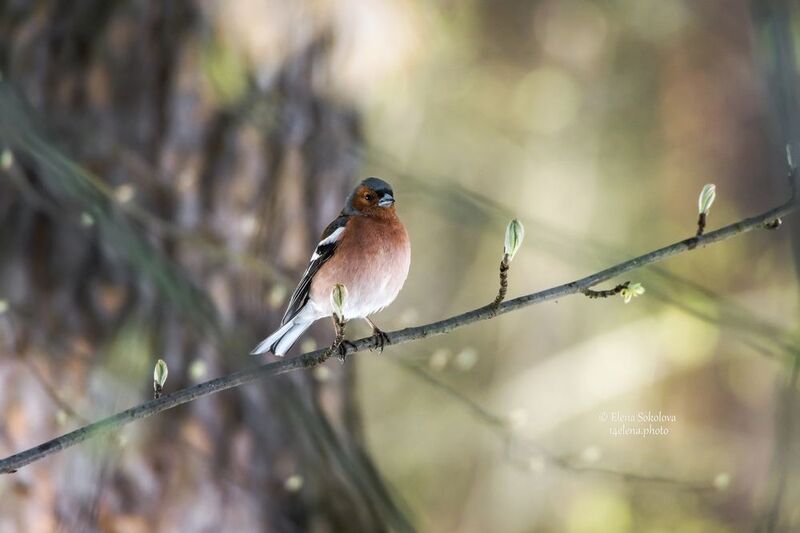 Зяблик фото превью