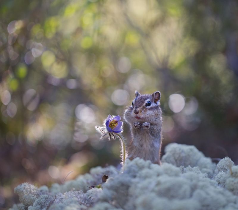 нерюнгри, прострел, сон-трава, растениялевиной, бурундук, якутия, дикие_животные, женялевина, евгениялевина, животныеякутии, бурундукиибелкилевиной Наш прострел везде поспел! фото превью