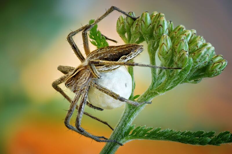 Пизаураphoto preview