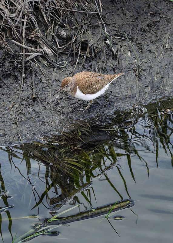 Перевозчик фото превью