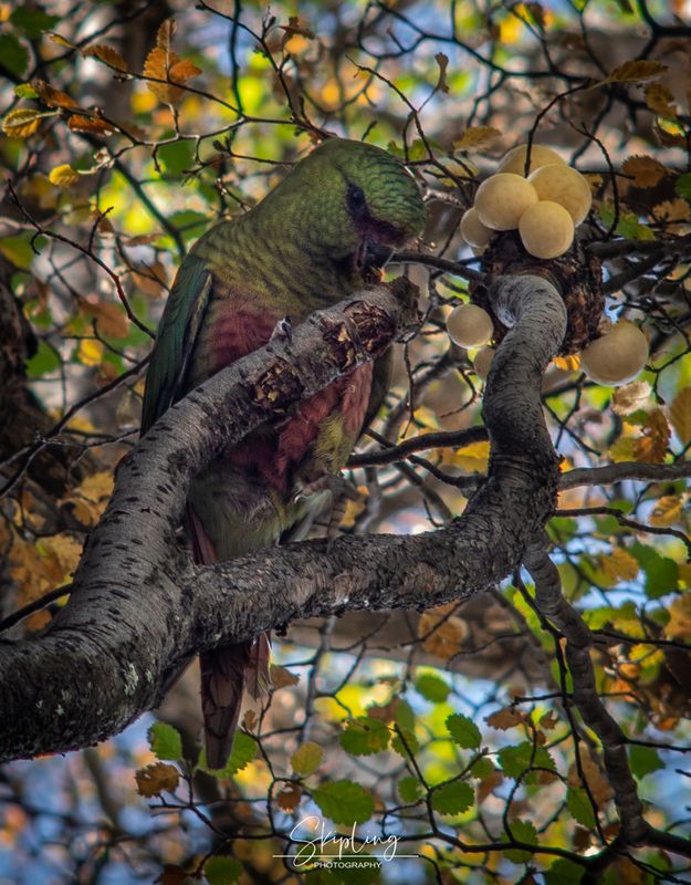 попугаи, патагония Заветный плодphoto preview