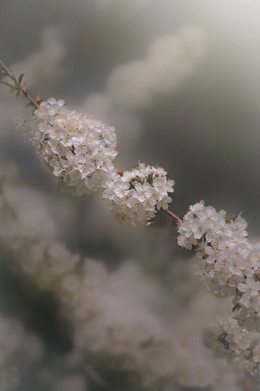 макро, macro, цветы, flowers, весна, spring, черешня Черешняphoto preview
