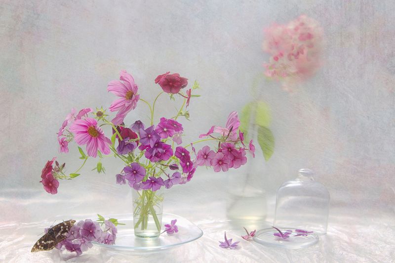 С бабочкой фото превью