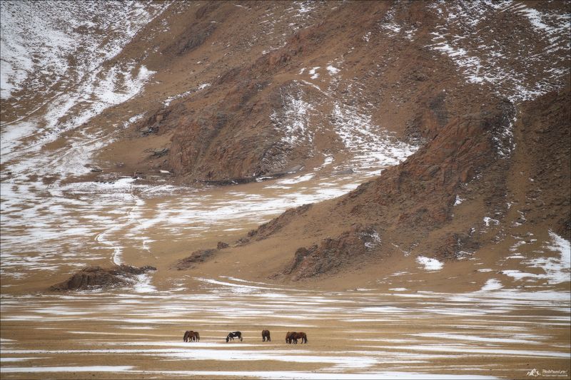 ШТРИХИphoto preview