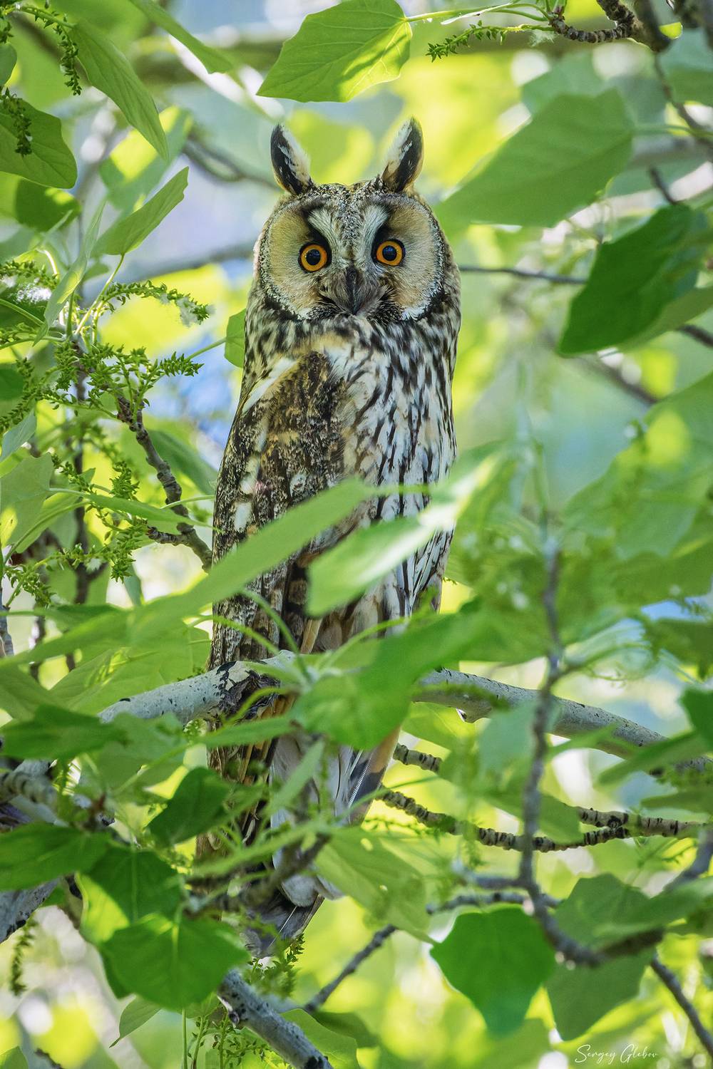 ушастая сова, птицы, пернатые, Глебов Сергей