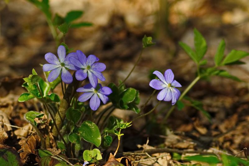 весна, цветы, лес, улла, подснежники, печёночница благородная (цветок) Семейкаphoto preview
