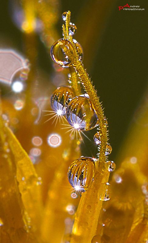 Росинкиphoto preview