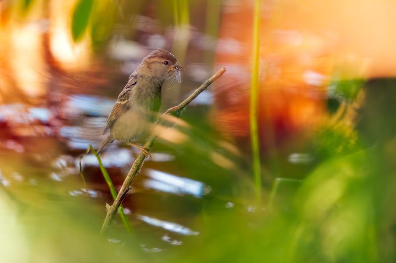 wildlife, animals, sparrow, bird, birdwatching, nature, colors, bokeh Female sparrowphoto preview