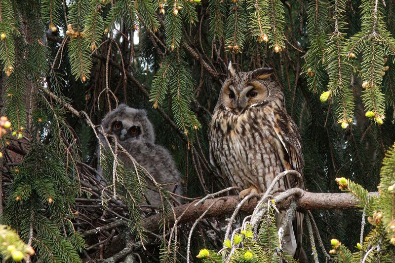 ушастая сова, сова, совёнок, asio otus, long-eared owl,owl Будни ушастиковphoto preview