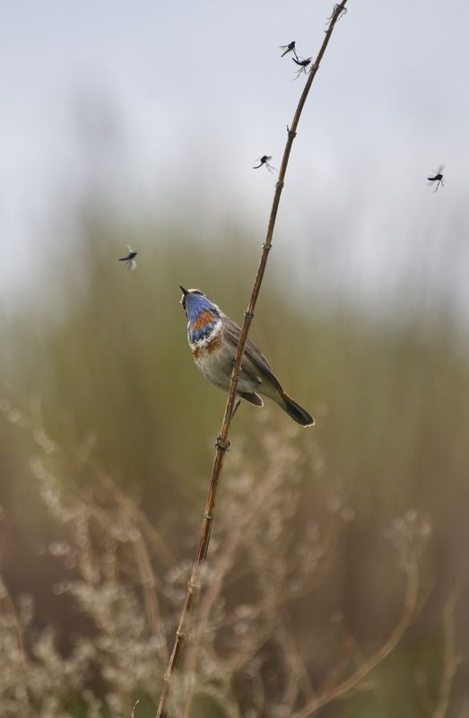 варакушкаphoto preview