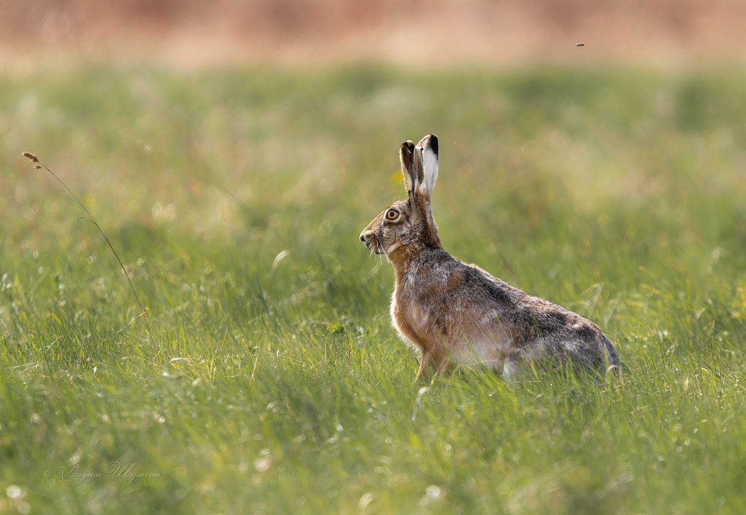 Ушастый. Автор: Шульгин Вадим заяц, Шульгин Вадим