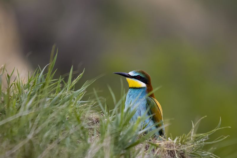 природа ***photo preview