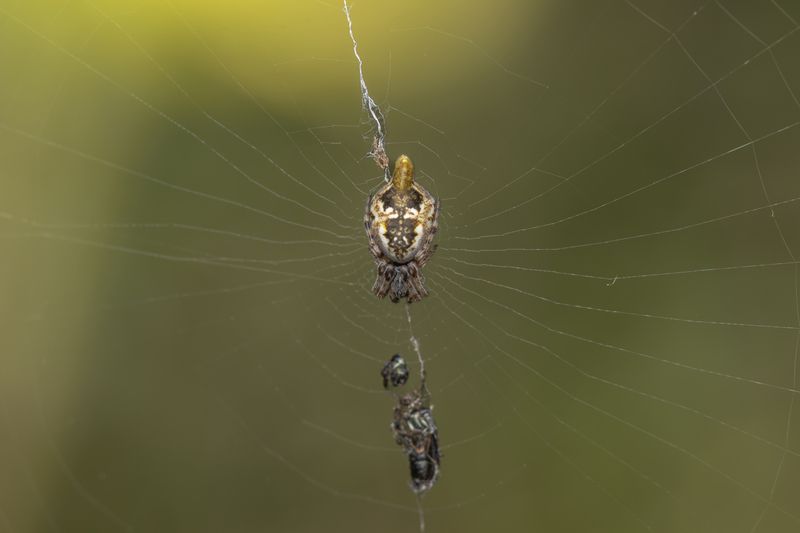 the net фото превью