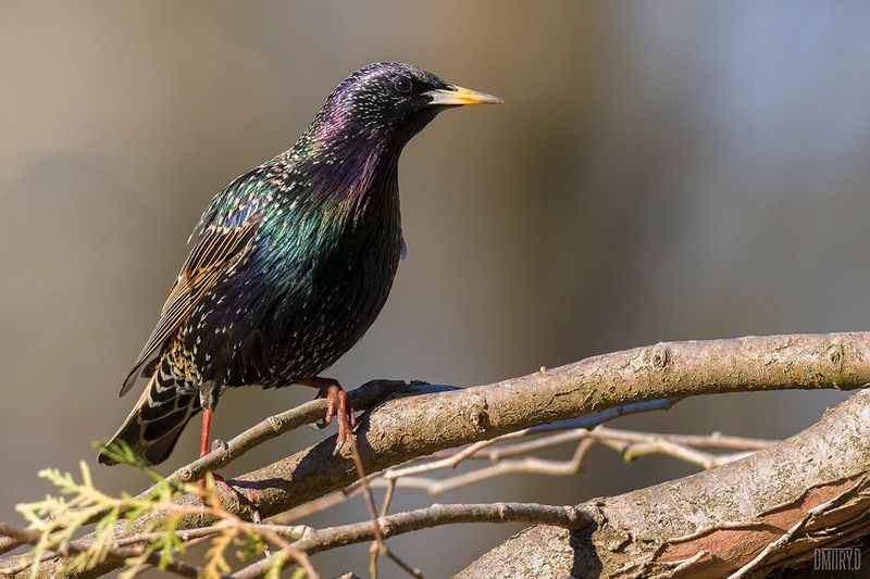 скворец, Обыкновенный скворец фото превью
