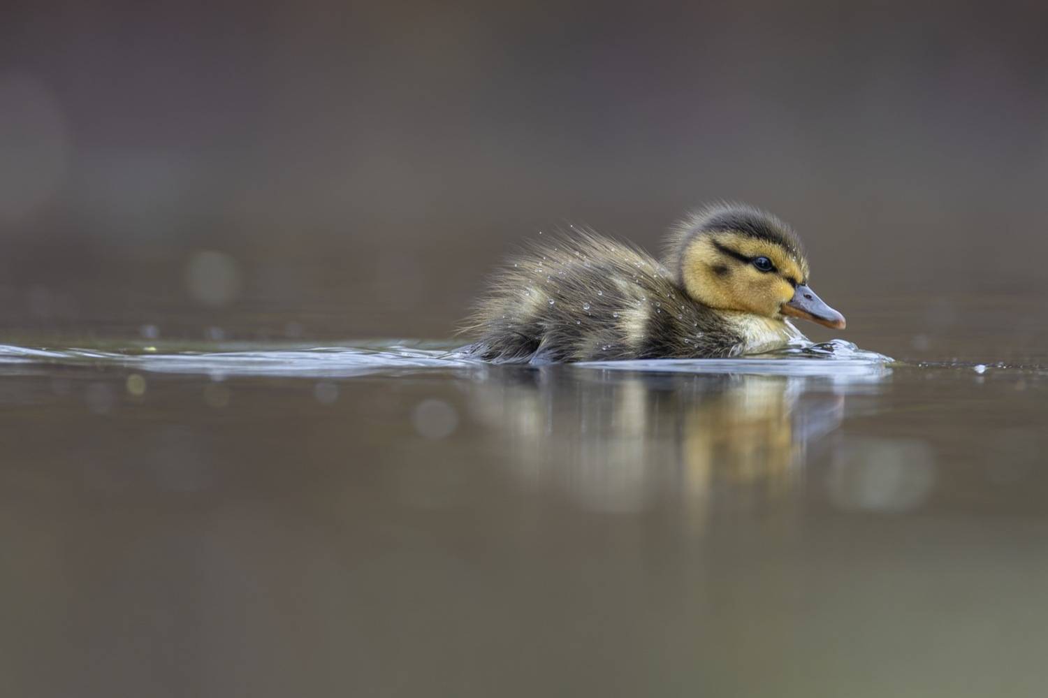 утенок, кряква, утка, птицы, Руслан Pl