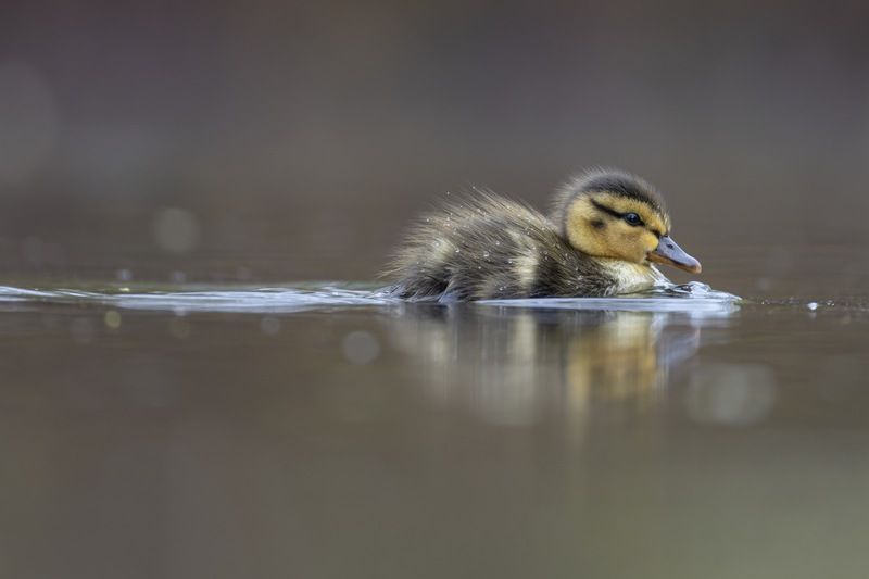 утенок, кряква, утка, птицы photo preview