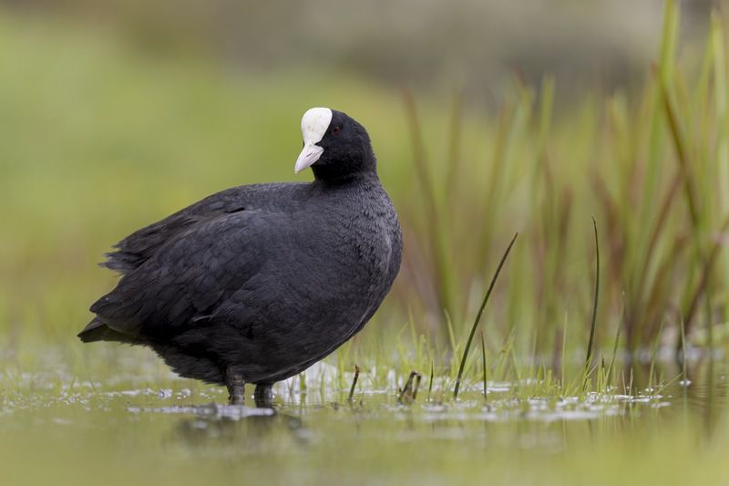 лысуха, птицы Лысухаphoto preview