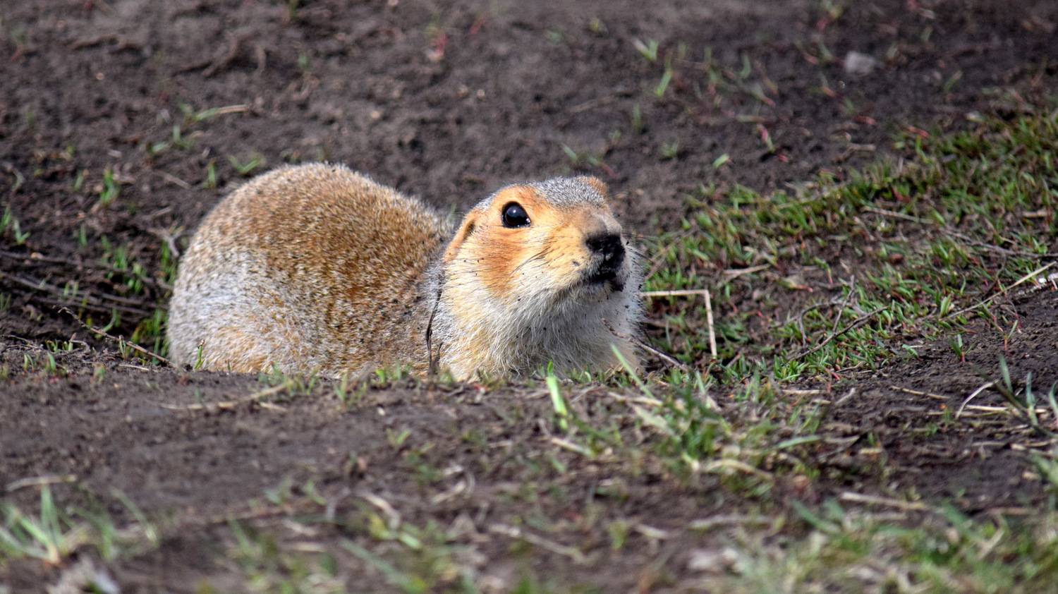 , Неверова Наталья