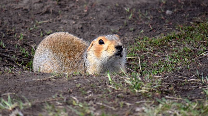 Сусликphoto preview