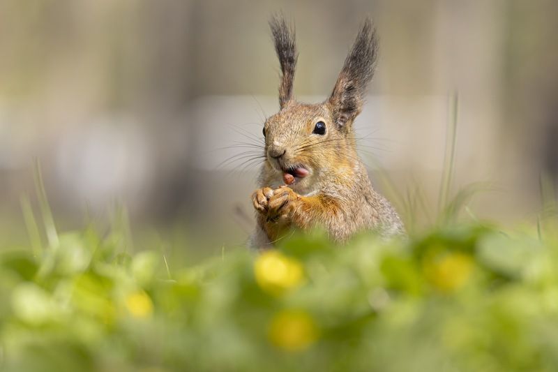 белка Белкаphoto preview
