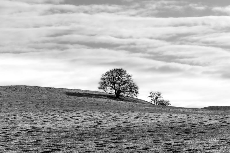 Дерево в полеphoto preview