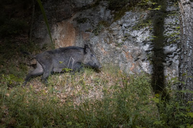 животные, дикая природа, animal, wildlife Wild Boarphoto preview