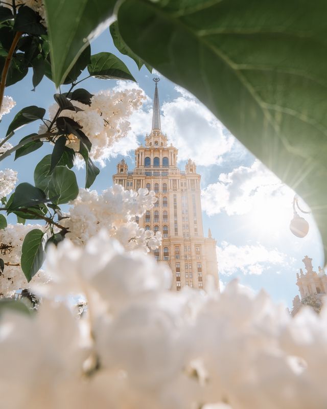 москва, весна, сирень, архитектура, гостиница украина, radisson Сирень у гостиницы Украинаphoto preview
