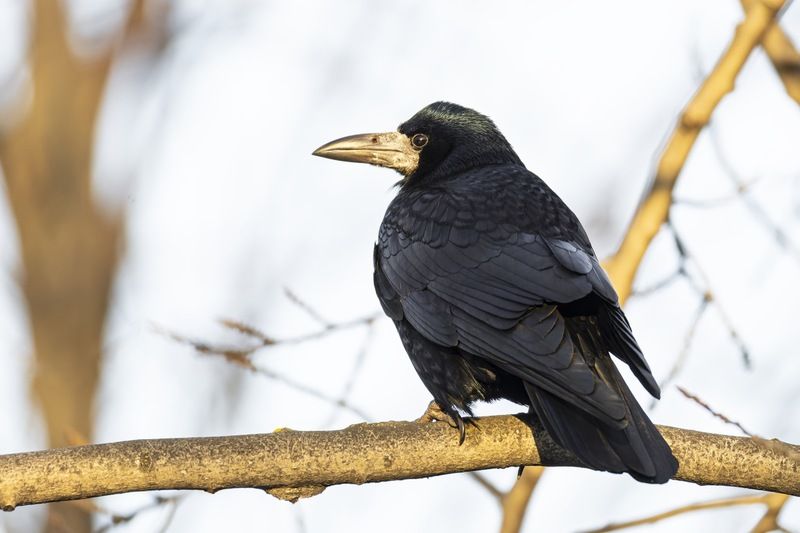 грач, птицы Грачphoto preview