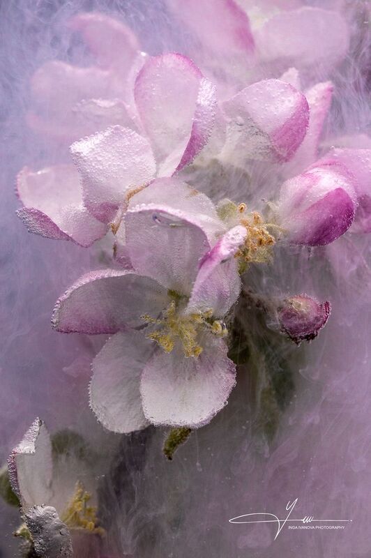 Windy Apple Blossom Timephoto preview