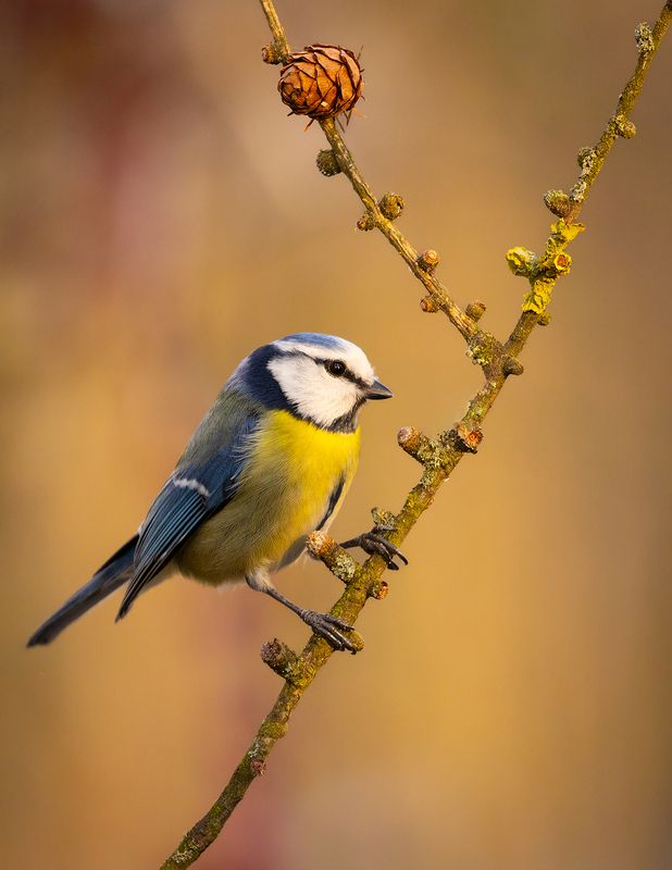 Titmousephoto preview