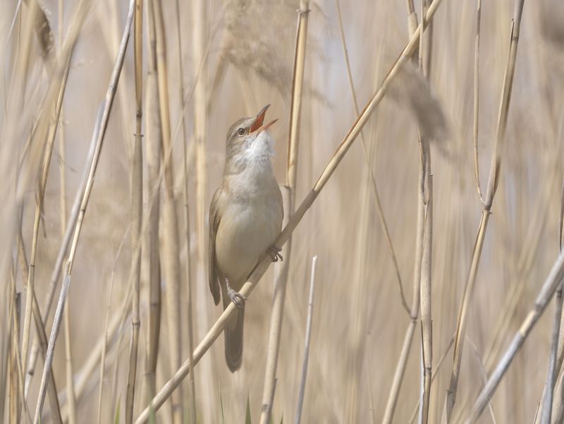 птицы,природа, весна Дроздовидная камышевкаphoto preview