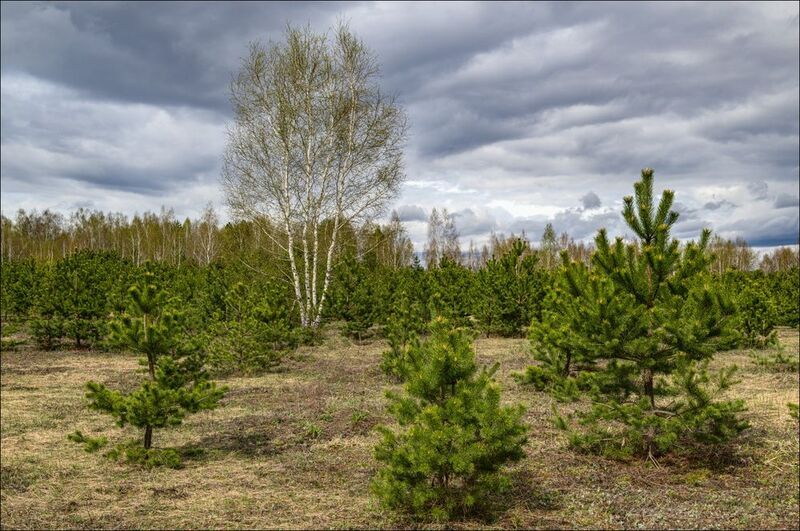 Когда серая весна переходит в  начало зелёной весны (продолжение)photo preview
