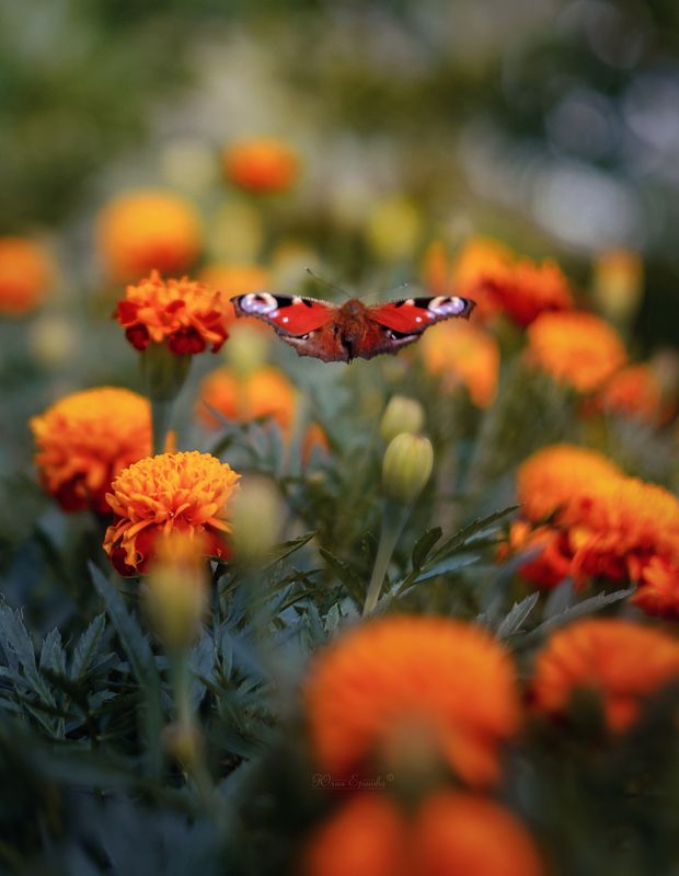 бабочка, бархатцы, полёт, макро, macro, павлиний глаз Улетающее летоphoto preview