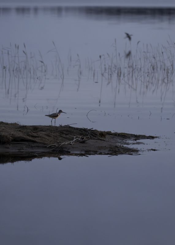 Россия, Новгородская область, Боровичи, озеро Шерегодра, птица кулик, У озера Шерегодраphoto preview