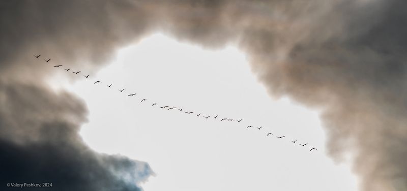 лебеди, стая, перелётные птицы, осень, река, курейка, плато путорана, предзимье, таймыр, заполярье, владимир коваль Вот и закончились теплые дни …photo preview