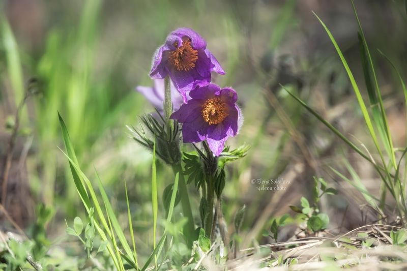 Сон-трава фото превью