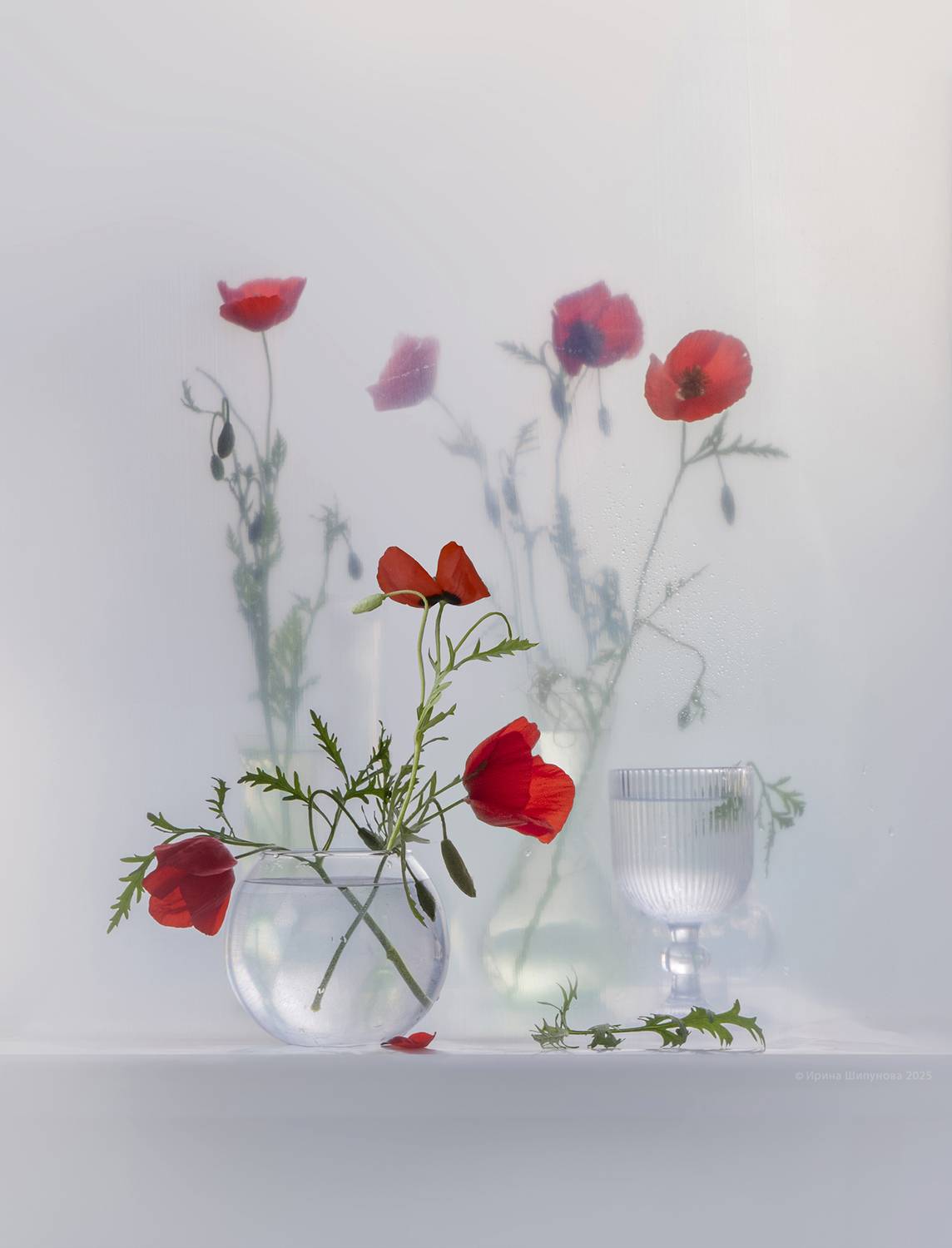 , Шипунова Ирина