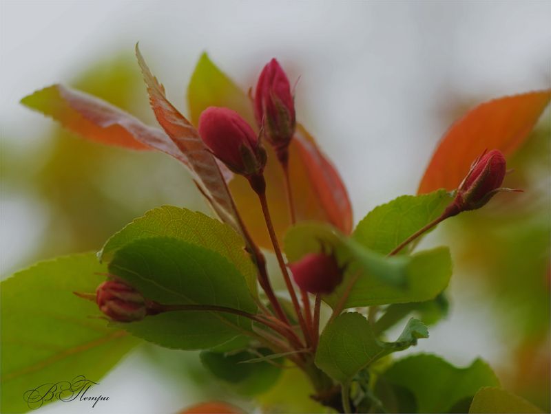 бутоны листья Зацветаетphoto preview