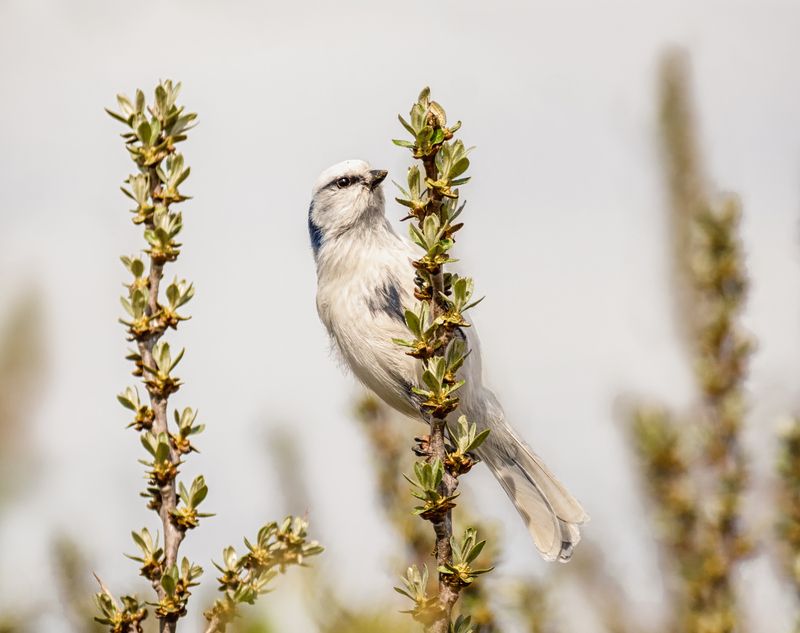 птица, князёк, белая лазоревка, весна, Князёк  (3 ФОТО)photo preview